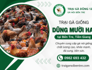 Trại gà giống Dũng Mười Hai