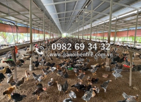 Trại gà giống Bến Tre - Đa dạng giống gà, giá cả hợp lý