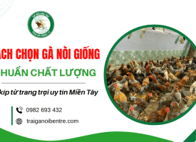 Cách chọn gà nòi giống chất lượng -  Bí kíp từ trang trại uy tín Miền Tây
