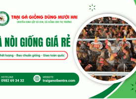 Mua gà nòi giống giá rẻ chất lượng, bao chuẩn giống