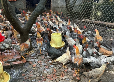 GÀ NÒI GIỐNG