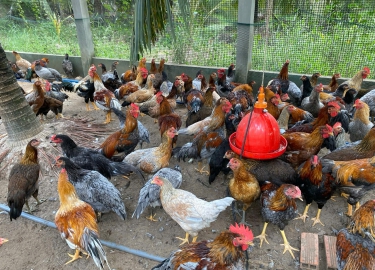 CUNG CẤP GÀ NÒI SỐ LƯỢNG LỚN TOÀN QUỐC