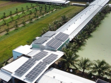 TRẠI GÀ BẾN TRE - TRẠI GÀ DŨNG 12