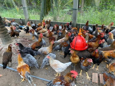SỈ LẺ GÀ GIỐNG