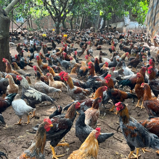 CUNG CẤP GÀ TRE - GIAO SỈ 