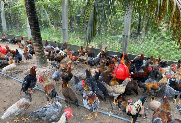 Trại gà giống Dũng Mười Hai